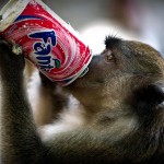 monkey-fizzy-drink