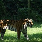 Woburn-Safari-Park