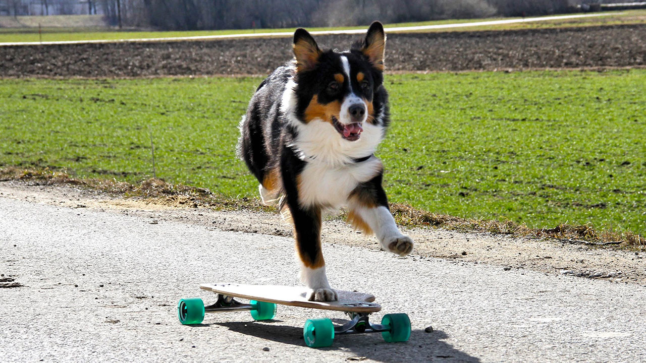 longboard-dog